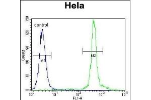 ASXL1 Antibody (Center) (ABIN655084 and ABIN2844718) flow cytometric analysis of Hela cells (right histogram) compared to a negative control cell (left histogram). (ASXL1 抗体  (AA 521-549))
