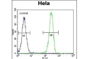 LGR5 (GPR49) Antibody (Center) f flow cytometric analysis of Hela cells (right histogram) compared to a negative control cell (left histogram). (LGR5 抗体  (AA 443-473))