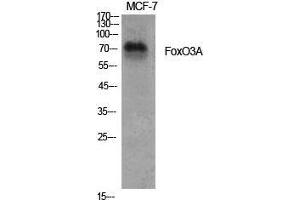Western Blot (WB) analysis of specific cells using FoxO3A Polyclonal Antibody.