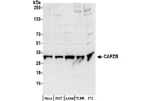 Western Blotting (WB) image for anti-Capping Protein (Actin Filament) Muscle Z-Line, beta (CAPZB) (AA 25-75) antibody (ABIN7450065)