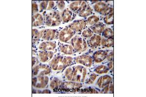 GA Antibody (C-term) (ABIN656756 and ABIN2845978) immunohistochemistry analysis in formalin fixed and paraffin embedded human stomach tissue followed by peroxidase conjugation of the secondary antibody and DAB staining. (GPM6A 抗体  (C-Term))