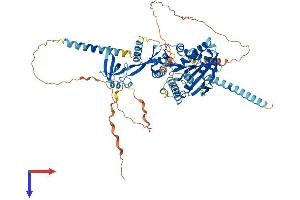 AlphaFold protein structure predicition of Human Recombinant KIF2B Protein, UniprotID Q8N4N8