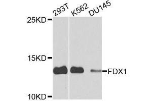 Western blot analysis of extracts of various cell lines, using FDX1 antibody. (Ferredoxin1 (FDX1) 抗体)