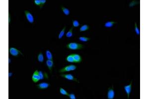 Immunofluorescent analysis of Hela cells using ABIN7164109 at dilution of 1:100 and Alexa Fluor 488-congugated AffiniPure Goat Anti-Rabbit IgG(H+L) (ARL6IP5 抗体  (AA 136-188))