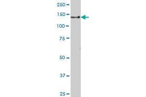 GOLGA2 MaxPab polyclonal antibody. (Golgin A2 (GOLGA2) (AA 1-345) 抗体)