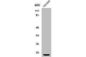Western Blot analysis of COLO205 cells using Ribosomal Protein S12 Polyclonal Antibody (RPS12 抗体  (C-Term))