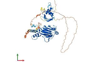 AlphaFold protein structure predicition of Mouse Recombinant Irf6 Protein, UniprotID P97431