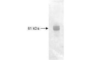 Both the antiserum and IgG fractions of anti-Carboxypeptidase Y are shown to detect under reducing conditions of SDS-PAGE the 61 KDa enzyme in cellular extracts. (CPY 抗体)