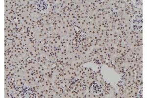 ABIN6276931 at 1/100 staining Rat kidney tissue by IHC-P. (POLR2I 抗体  (Internal Region))