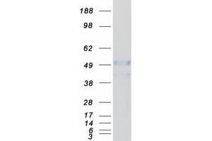 Western Blotting (WB) image for Leucine Rich Repeat Containing 14 (LRRC14) protein (Myc-DYKDDDDK Tag) (ABIN2724895)