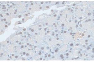 Immunohistochemistry of paraffin-embedded Rat pancreas using ZNF581 Polyclonal Antibody at dilution of 1:100 (40x lens). (ZNF581 抗体)