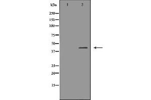 Western blot analysis of extracts of mouse thymus tissue lysate, using SSTR2 antibody. (SSTR2 抗体  (C-Term))