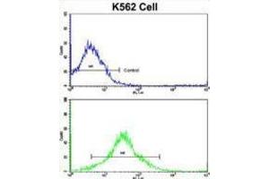 Flow Cytometry (FACS) image for anti-Matrix Metallopeptidase 19 (MMP19) antibody (ABIN3002548) (MMP19 抗体)