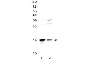 Western blot testing of 1) rat brain and 2) mouse brain lysate with LC3A antibody at 0. (MAP1LC3A 抗体)