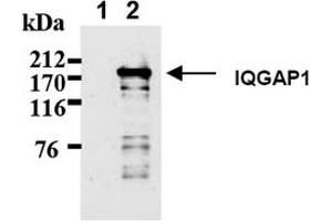 Western Blotting (WB) image for anti-IQ Motif Containing GTPase Activating Protein 1 (IQGAP1) antibody (ABIN487492) (IQGAP1 抗体)