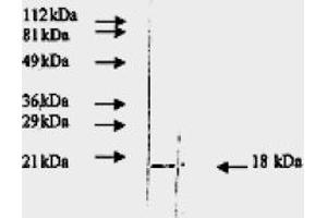 Western Blotting (WB) image for anti-Fibroblast Growth Factor 2 (Basic) (FGF2) antibody (ABIN452472) (FGF2 抗体)