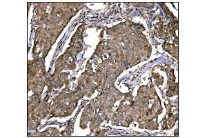 IHC analysis of Caspase-9/CASP9 using anti-Caspase-9/CASP9 antibody (ABIN7600340).