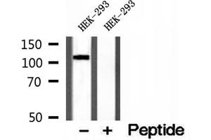 Western blot analysis of extracts of HEK-293 cells, using CYLD antibody. (CYLD 抗体  (C-Term))