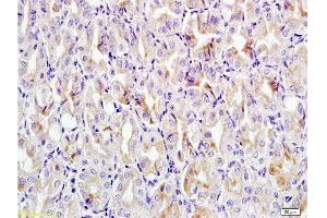 Formalin-fixed and paraffin embedded mouse stomach tissue labeled with Anti-CCL24 Polyclonal Antibody, Unconjugated at 1:200 followed by conjugation to the secondary antibody, (SP-0023), and DAB staining (CCL24 抗体  (AA 27-119))