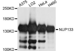 Western blot analysis of extract of various cells, using NUP133 antibody. (NUP133 抗体)
