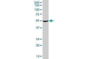 MTRF1 MaxPab polyclonal antibody. (MTRF1 抗体  (AA 1-151))