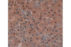 Used in DAB staining on fromalin fixed paraffin- embedded liver tissue (EDF1 抗体  (AA 2-148))