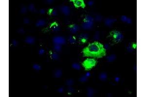 Image no. 5 for anti-Amyloid beta (A4) Precursor Protein (APP) antibody (ABIN1496879) (APP 抗体)