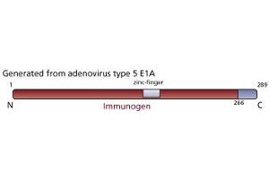 Image no. 2 for anti-Human Adenovirus type 5 E1A (HAdV-5 E1A) antibody (ABIN967414) (人 Adenovirus type 5 E1A (HAdV-5 E1A) 抗体)