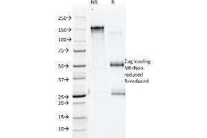 SDS-PAGE Analysis Purified Annexin A1 Mouse Monoclonal Antibody (ANEX 5E4/1). (Annexin a1 抗体)