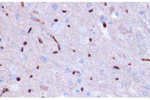 Immunohistochemistry of paraffin-embedded Mouse brain using PROK2 Polyclonal Antibody at dilution of 1:100 (40x lens). (PROK2 抗体)