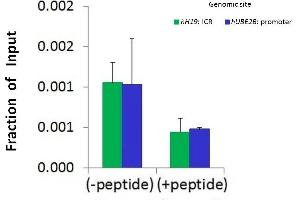 Chromatin Immunoprecipitation (ChIP) image for anti-SWI/SNF Related, Matrix Associated, Actin Dependent Regulator of Chromatin, Subfamily A, Member 1 (SMARCA1) (N-Term) antibody (ABIN2780089)