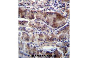 NRSN2 Antibody (C-term) immunohistochemistry analysis in formalin fixed and paraffin embedded human stomach tissue followed by peroxidase conjugation of the secondary antibody and DAB staining. (NRSN2 抗体  (C-Term))