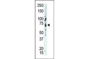 The anti-MEG2 Pab (ABIN392827 and ABIN2842255) is used in Western blot to detect MEG2 in A549 cell lysate. (PTPN9 抗体  (C-Term))