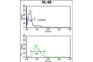 EXOSC8 Antibody (C-term) (ABIN389276 and ABIN2839406) flow cytometry analysis of HL-60 cells (bottom histogram) compared to a negative control cell (top histogram). (EXOSC8 抗体  (C-Term))