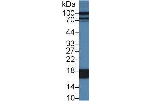 Western Blot; Sample: Porcine Liver lysate; Primary Ab: 1µg/ml Rabbit Anti-Porcine FABP1 Antibody Second Ab: 0. (FABP1 抗体  (AA 1-127))