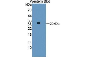 Detection of Recombinant VNN1, Bovine using Polyclonal Antibody to Vanin 1 (VNN1) (VNN1 抗体  (AA 216-469))