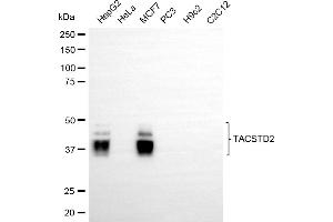 Western blotting analysis using TACSTD2 antibody (ABIN7800698). (Recombinant TACSTD2 抗体)