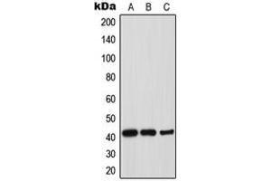 Western blot analysis of Thrombopoietin expression in HepG2 (A), mouse liver (B), rat liver (C) whole cell lysates. (Thrombopoietin 抗体  (Center))