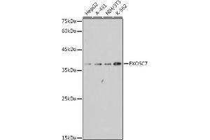 Western blot analysis of extracts of various cell lines, using EXOSC7 antibody (ABIN7267065) at 1:1000 dilution. (EXOSC7 抗体)