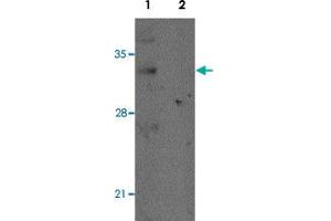 Western blot analysis of mouse lung tissue with REEP2 polyclonal antibody  at 1 ug/mL in (Lane 1) the absence and (Lane 2) the presence of blocking peptide. (REEP2 抗体)
