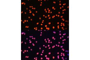 Immunofluorescence analysis of C6 cells using ZNF581 Polyclonal Antibody (ABIN6128960, ABIN6150520, ABIN6150521 and ABIN6217055) at dilution of 1:100 (40x lens). (ZNF581 抗体  (AA 1-90))