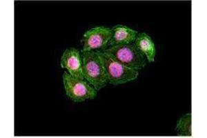 Immunofluorescence (IF) image for anti-Signal Transducer and Activator of Transcription 5A (STAT5A) antibody (ABIN2666295) (STAT5A 抗体)