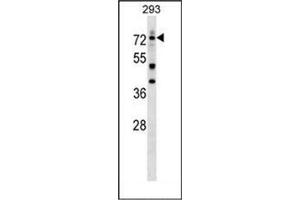 Western blot analysis of DEAF1 Antibody (C-term) in 293 cell line lysates (35ug/lane). (DEAF1 抗体  (C-Term))