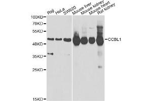 Western blot analysis of extracts of various cell lines, using CCBL1 Antibody (ABIN2561630) at 1:1000 dilution. (CCBL1 抗体)