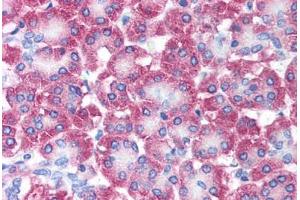 Human Pancreas (formalin-fixed, paraffin-embedded) stained with AVEN antibody ABIN213902 at 5 ug/ml followed by biotinylated goat anti-rabbit IgG secondary antibody ABIN481713, alkaline phosphatase-streptavidin and chromogen. (AVEN 抗体  (N-Term))
