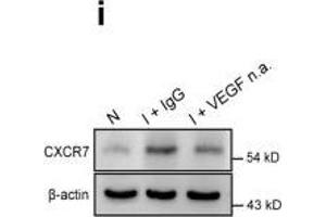 Western Blotting (WB) image for anti-Chemokine (C-X-C Motif) Receptor 7 (CXCR7) antibody (ABIN2857021)