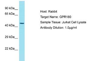 Host: Rabbit Target Name: GPR180 Sample Tissue: Human Jurkat Whole Cell Antibody Dilution: 1ug/ml (GPR180 抗体  (N-Term))