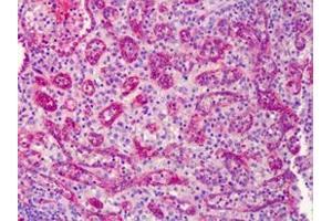 IHC Analysis: Human spleen tissue stained with eNOS, pAb at 10 μg/mL. (ENOS 抗体  (C-Term))