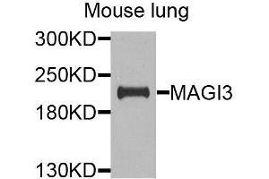 Western blot analysis of extracts of mouse lung, using MAGI3 antibody (ABIN6003625) at 1/1000 dilution. (MAGI3 抗体)