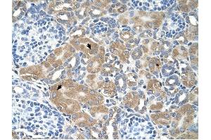 LMAN2 antibody was used for immunohistochemistry at a concentration of 4-8 ug/ml to stain Epithelial cells of renal tubule (arrows) in Human Kidney. (LMAN2 抗体  (N-Term))